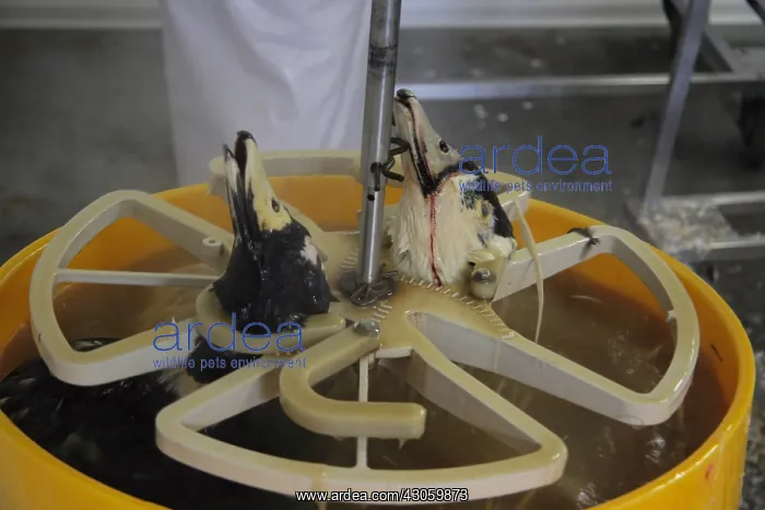 : Preparation plumage Ducks : Preparation plumage Ducks