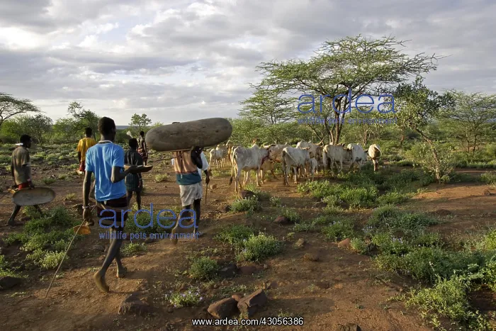 : Preparation the Pokot Sapana Ceremony Kenya : Preparation the Pokot Sapana Ceremony Kenya