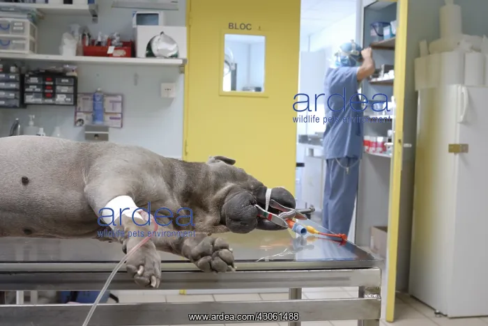 : Preparing a dog for surgery under anesthesia : Preparing a dog for surgery under anesthesia