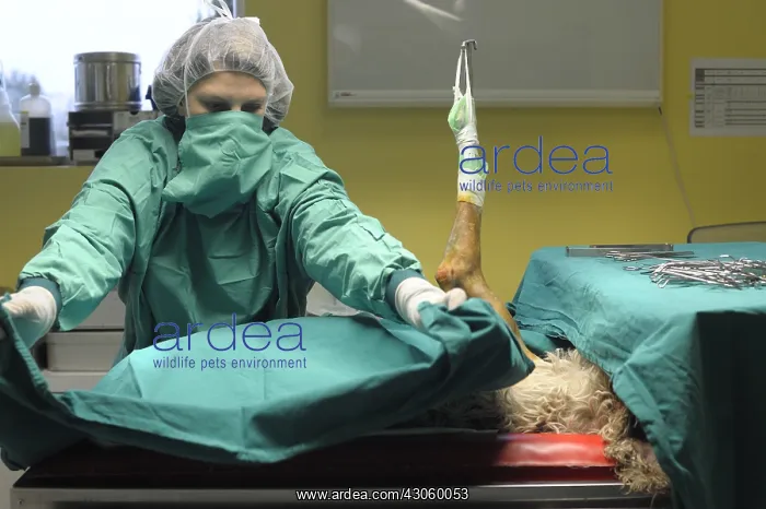 : Preparing a dog to a veterinary surgery : Preparing a dog to a veterinary surgery