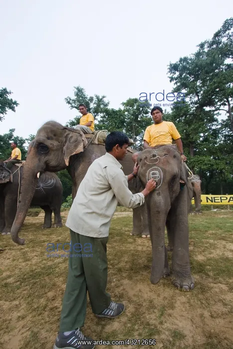 : Preparing Elephants at the World Elephant Polo Terai Nepal : Preparing Elephants at the World Elephant Polo Terai Nepal