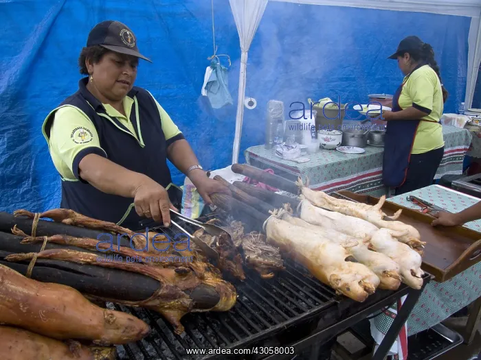 : Preparing grilled Domestic Guinea Pigs Quito Ecuador : Preparing grilled Domestic Guinea Pigs Quito Ecuador