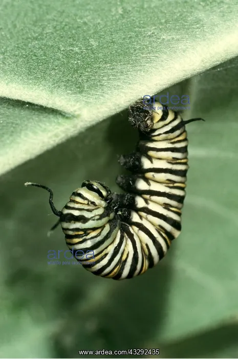 : Prepupa of Wanderer / Monarch / Milkweed Butterfly : Prepupa of Wanderer / Monarch / Milkweed Butterfly