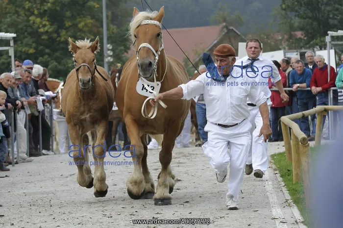 : Presentation of a Comtois Mare and its foal Doubs : Presentation of a Comtois Mare and its foal Doubs