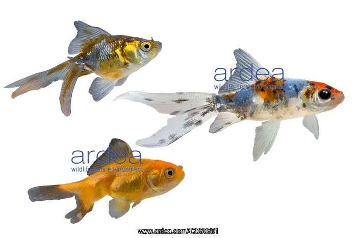 : Presentation of different varieties of goldfish : Presentation of different varieties of goldfish