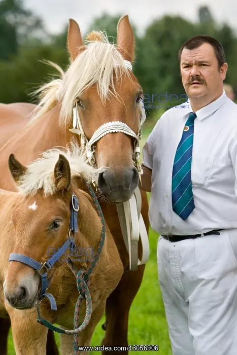 : Presentation of draft horses Ensisheim Haut-Rhin : Presentation of draft horses Ensisheim Haut-Rhin