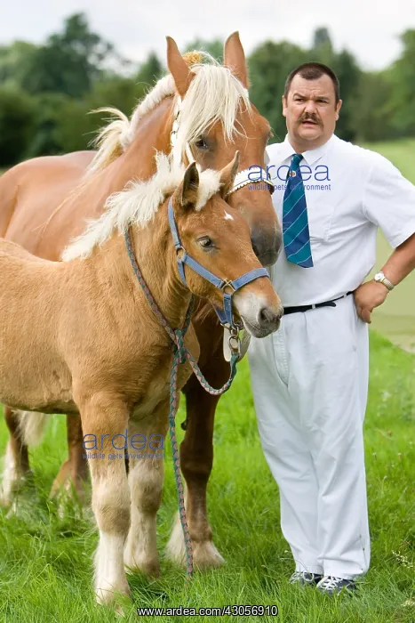 : Presentation of draft horses Ensisheim Haut-Rhin : Presentation of draft horses Ensisheim Haut-Rhin