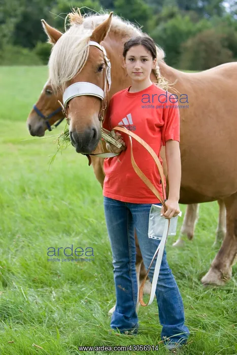 : Presentation of draft horses Ensisheim Haut-Rhin : Presentation of draft horses Ensisheim Haut-Rhin