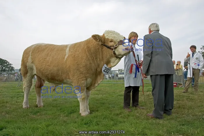 : Presenting first prize for winning pedigree British : Presenting first prize for winning pedigree British