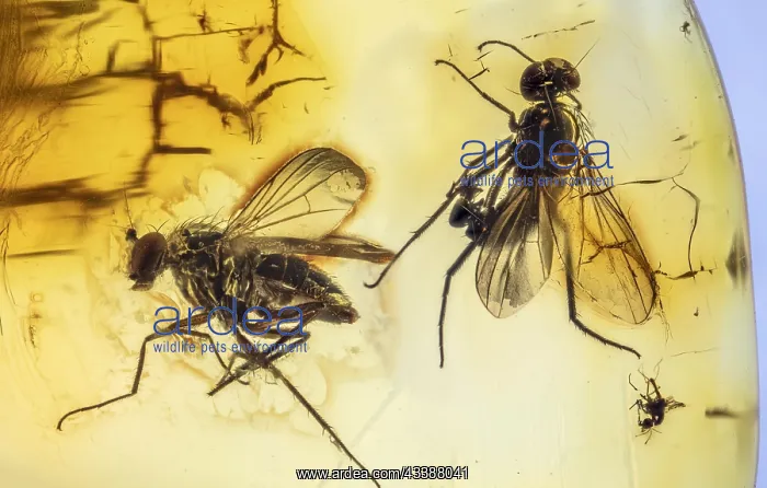 : Preserved for the Ages, Long-Legged Flies, Dolichopodidae : Preserved for the Ages, Long-Legged Flies, Dolichopodidae