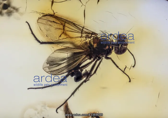  : Preserved for the Ages, Long-Legged Fly, Dolichopodidae