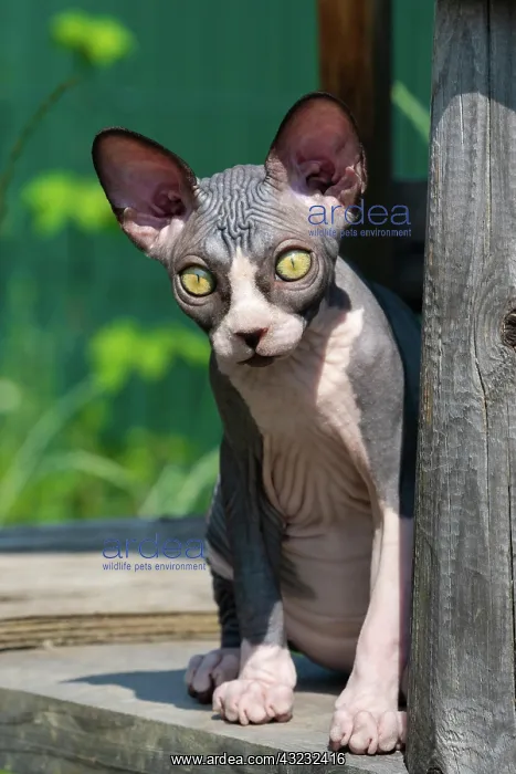 : Pretty Canadian Sphynx cat of blue and white color : Pretty Canadian Sphynx cat of blue and white color