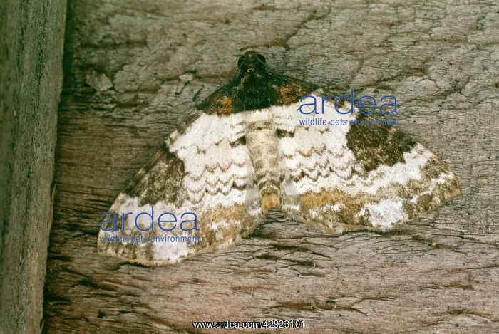 : Pretty Chalk Carpet MOTH : Pretty Chalk Carpet MOTH