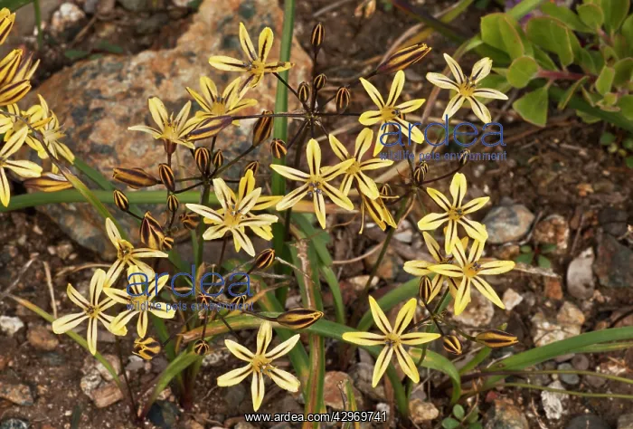 : Pretty Face - (with blue anthers) high in the Klamath : Pretty Face - (with blue anthers) high in the Klamath