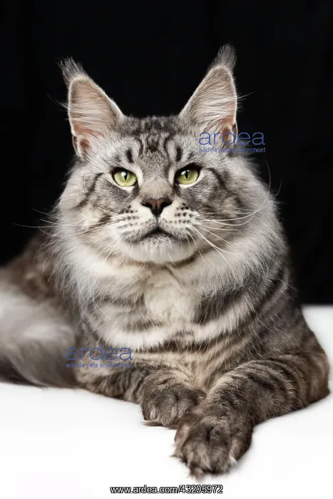 : Pretty mackerel tabby Maine Shag Cat lying on black : Pretty mackerel tabby Maine Shag Cat lying on black