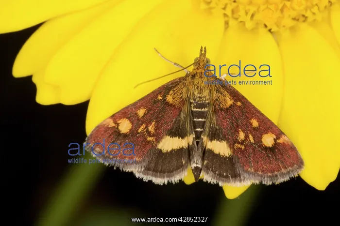 : A pretty micro-moth on Corn Marigold : A pretty micro-moth on Corn Marigold
