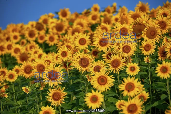 : Pretty yellow sunflowers in field : Pretty yellow sunflowers in field