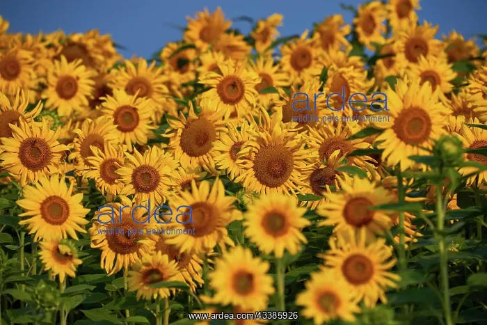 : Pretty yellow sunflowers in field : Pretty yellow sunflowers in field