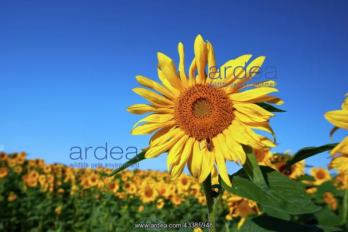 : Pretty yellow sunflowers in field : Pretty yellow sunflowers in field