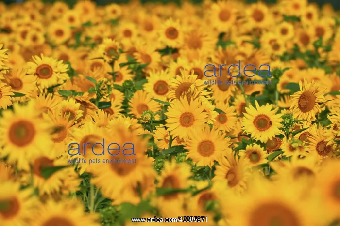  : Pretty yellow sunflowers in field