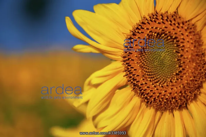 : Pretty yellow sunflowers in field : Pretty yellow sunflowers in field