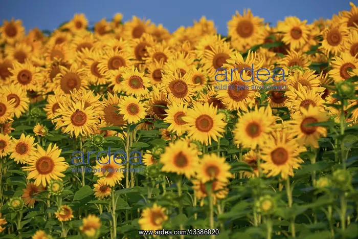 : Pretty yellow sunflowers in field : Pretty yellow sunflowers in field