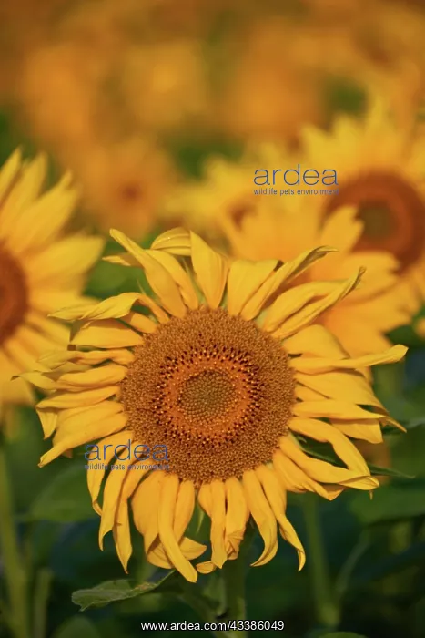 : Pretty yellow sunflowers in field : Pretty yellow sunflowers in field