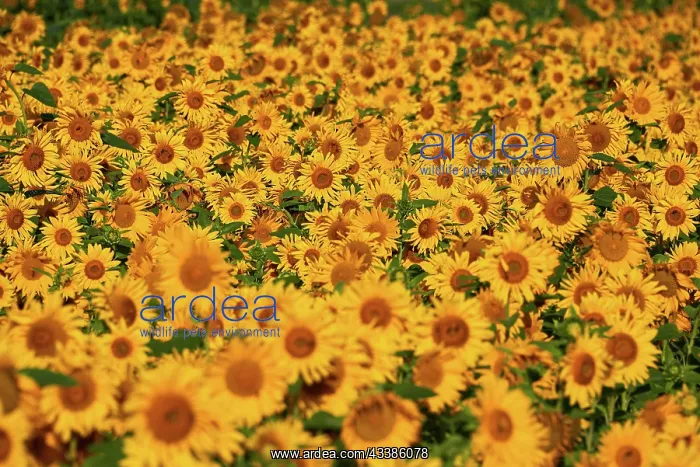: Pretty yellow sunflowers in field : Pretty yellow sunflowers in field