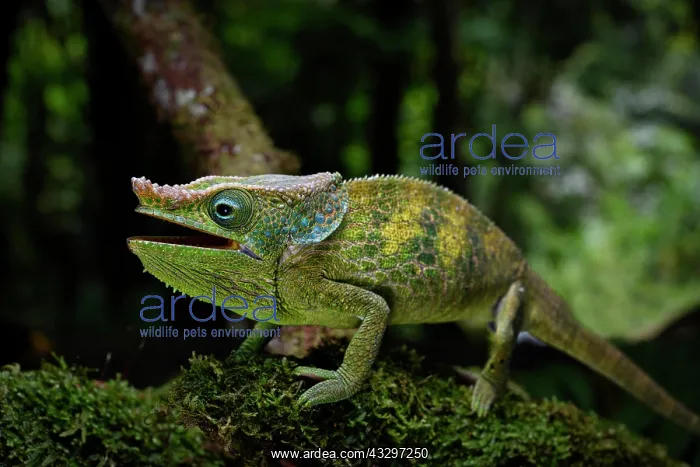 : A previously undescribed male chameleon (Calumma : A previously undescribed male chameleon (Calumma