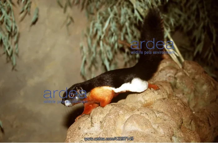 : PREVOST'S SQUIRREL - on rock : PREVOST'S SQUIRREL - on rock
