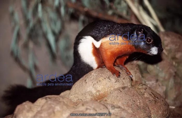 : PREVOST'S SQUIRREL - on rock : PREVOST'S SQUIRREL - on rock