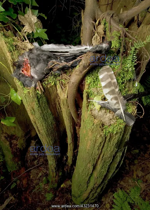 : Prey and feather of a barred owl, Strix : Prey and feather of a barred owl, Strix
