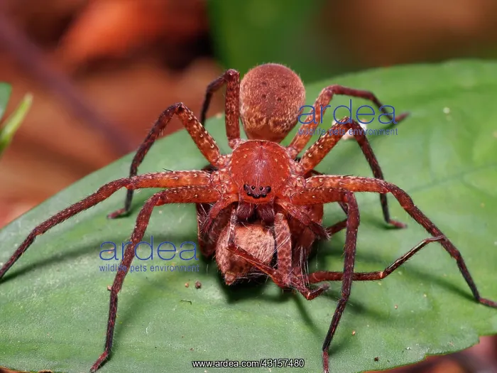 : prey on another huntsman spider : prey on another huntsman spider