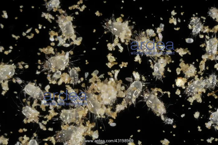 : Prey mite. Storage or prey mite (Tyrophagus) : Prey mite. Storage or prey mite (Tyrophagus)