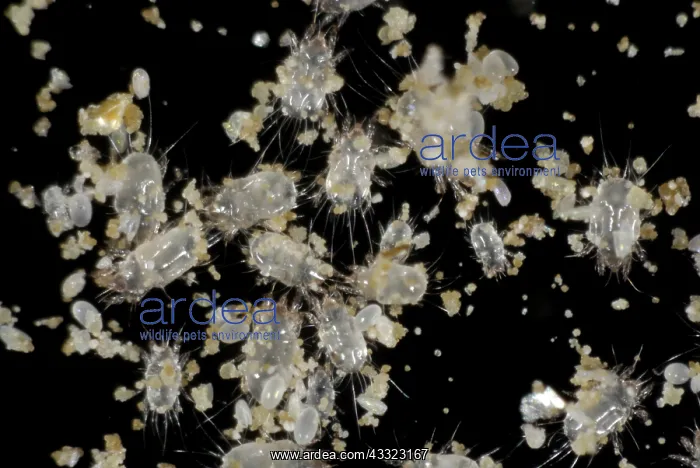 : Prey mite. Storage or prey mite (Tyrophagus) : Prey mite. Storage or prey mite (Tyrophagus)
