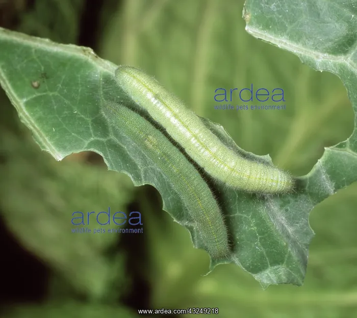 : PrGV infected caterpillar : PrGV infected caterpillar