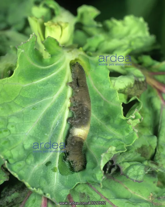 : PrGV infected caterpillar : PrGV infected caterpillar