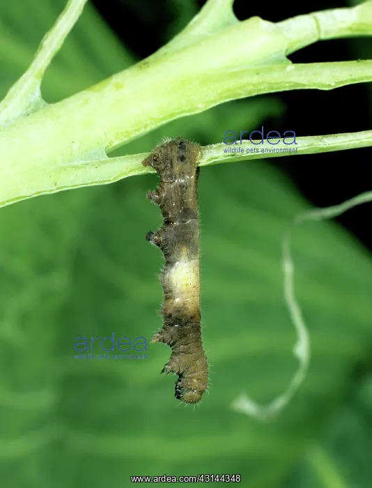 : PrGV-killed small white butterfly larva : PrGV-killed small white butterfly larva