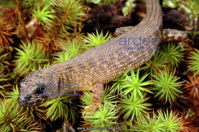 : Prickly Forest Skink, Queensland, Australia : Prickly Forest Skink, Queensland, Australia