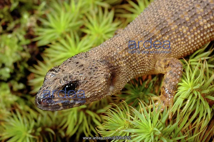 : Prickly Forest Skink, Queensland, Australia : Prickly Forest Skink, Queensland, Australia