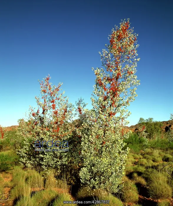: Prickly / Holly Grevillea : Prickly / Holly Grevillea