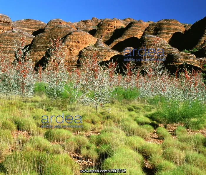 : Prickly / Holly Grevillea - in front of limestone beehives : Prickly / Holly Grevillea - in front of limestone beehives