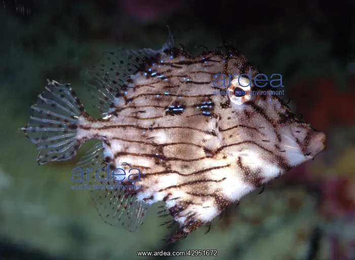 : Prickly Leatherjacket, western Pacific coasts : Prickly Leatherjacket, western Pacific coasts