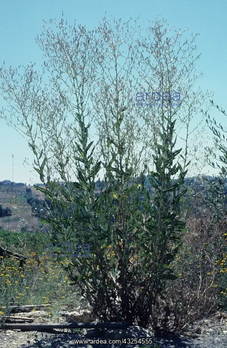 : Prickly Lettuce : Prickly Lettuce