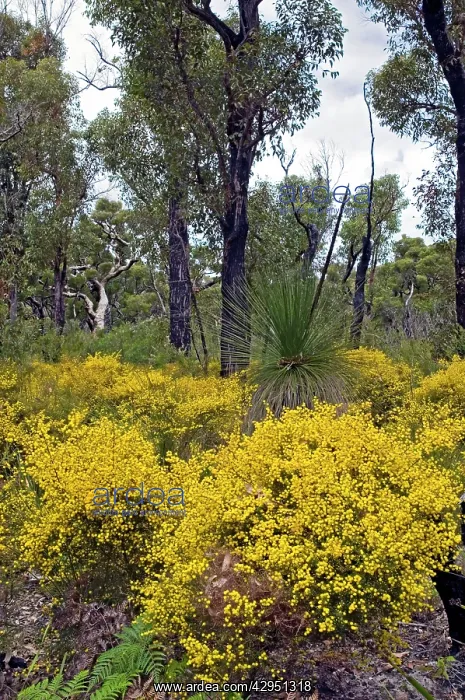 : Prickly Moses : Prickly Moses