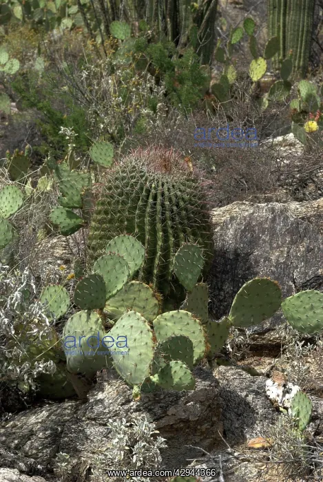 : Prickly Pear and Barrel Cacti species : Prickly Pear and Barrel Cacti species