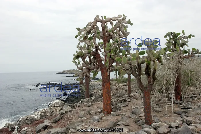 : Prickly Pear Cactus : Prickly Pear Cactus