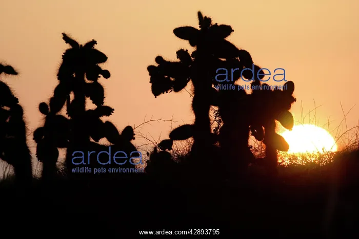 : Prickly pear Cactus : Prickly pear Cactus