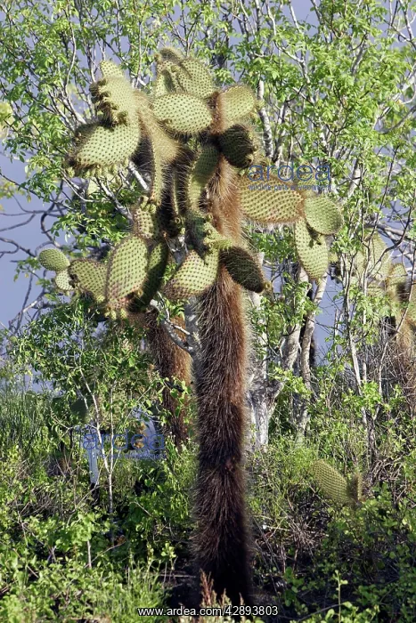 : Prickly pear Cactus : Prickly pear Cactus