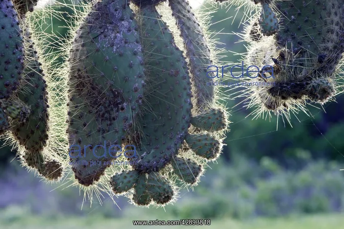 : Prickly pear Cactus : Prickly pear Cactus